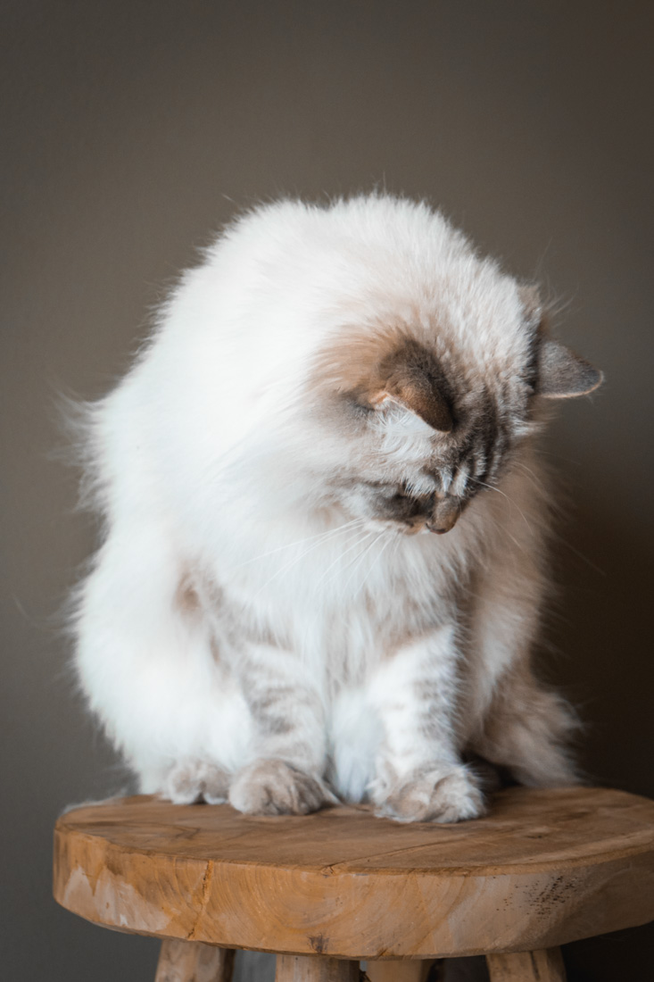 Shooting animalier toulouse - chat sibérien