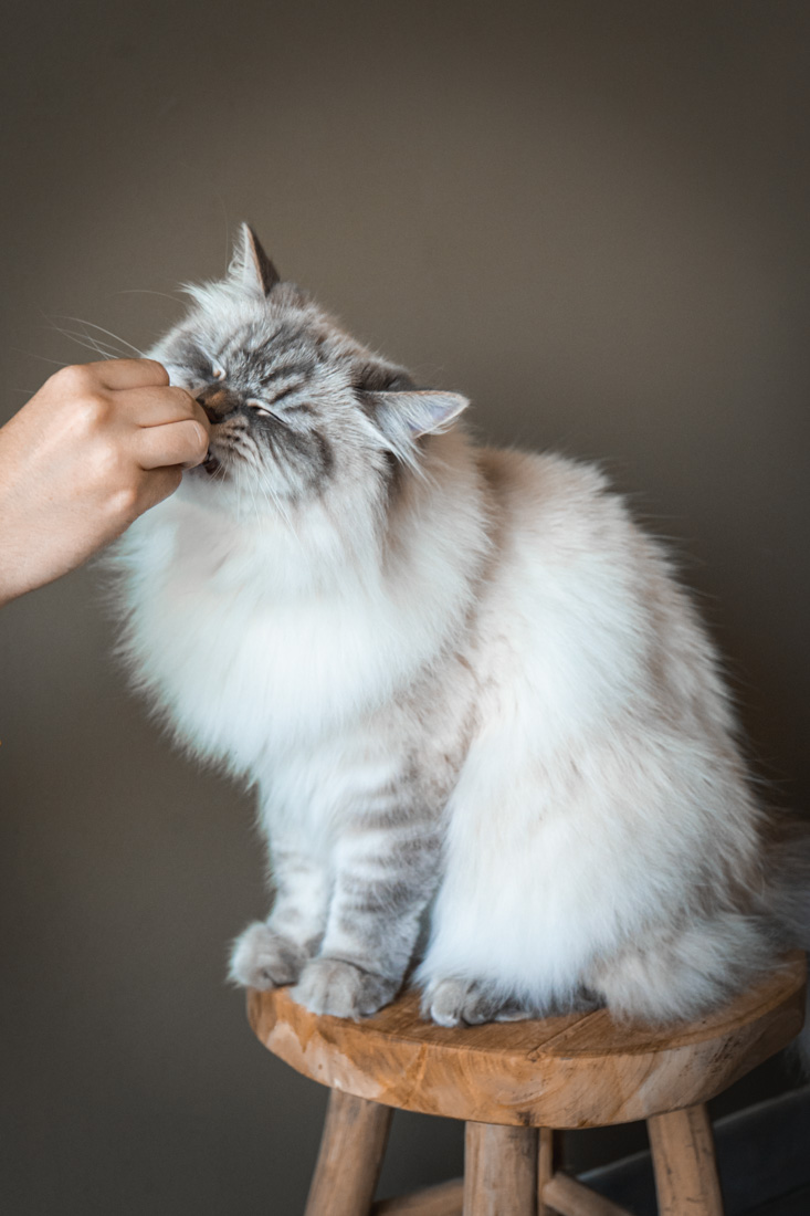 Shooting animalier toulouse - chat sibérien