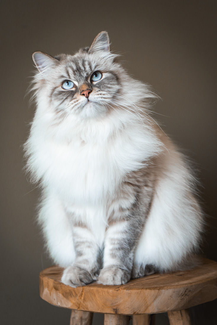Shooting animalier toulouse - chat sibérien