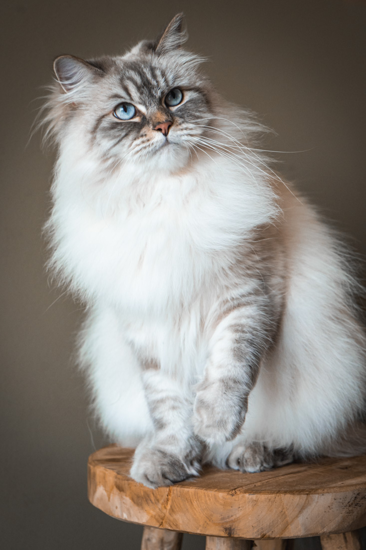 Shooting animalier toulouse - chat sibérien