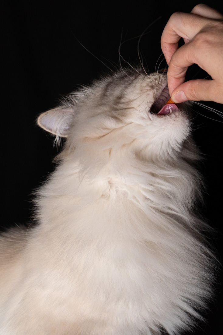 Shooting animalier toulouse - chat sibérien