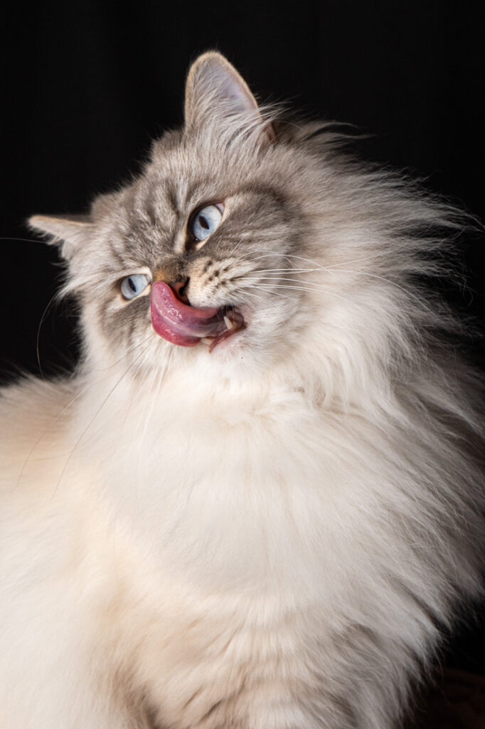 Shooting animalier toulouse - chat sibérien