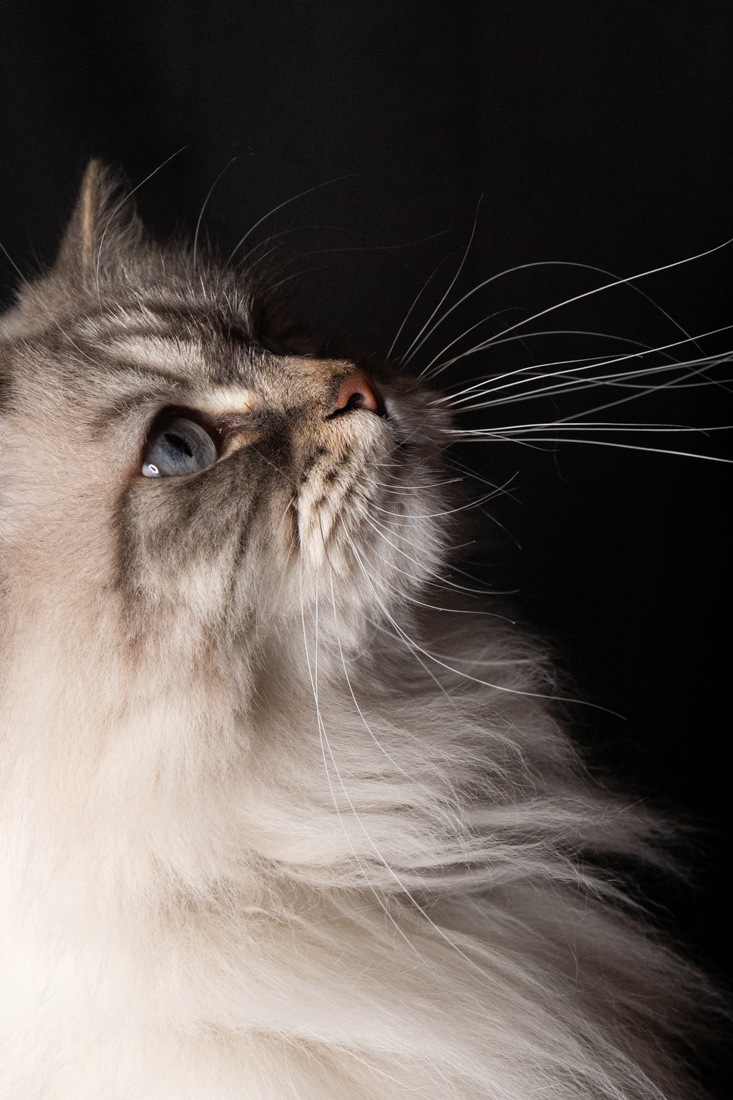 Shooting animalier toulouse - chat sibérien