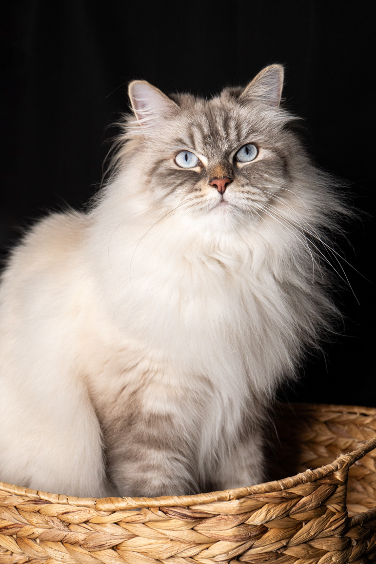 Shooting animalier toulouse - chat sibérien