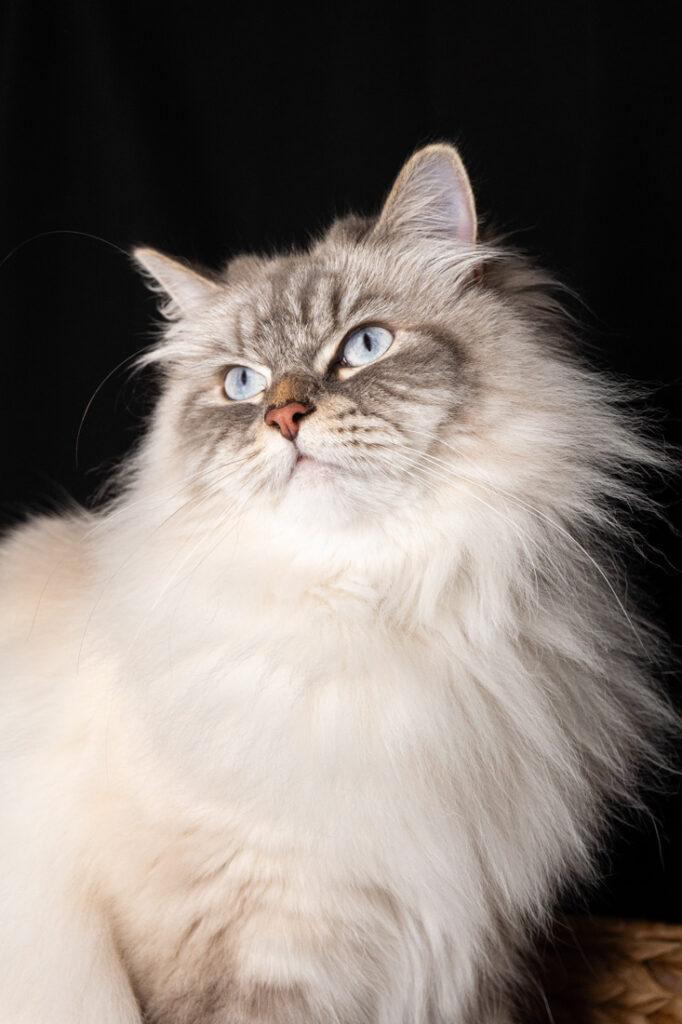 Shooting animalier toulouse - chat sibérien