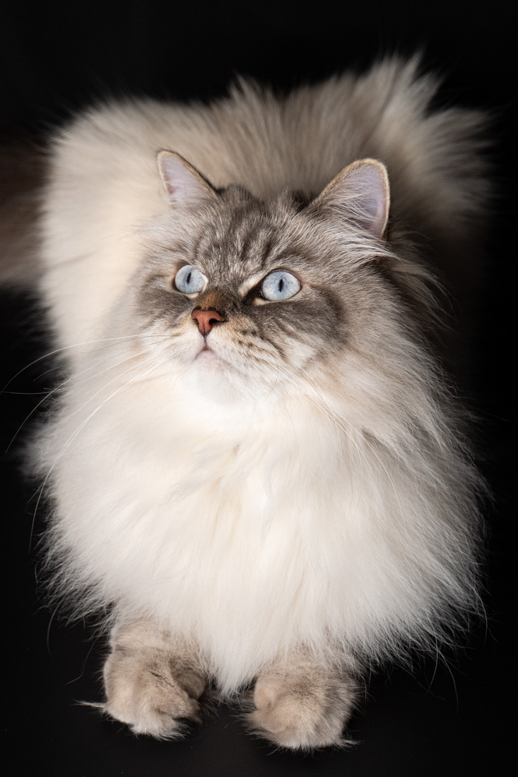 Shooting animalier toulouse - chat sibérien