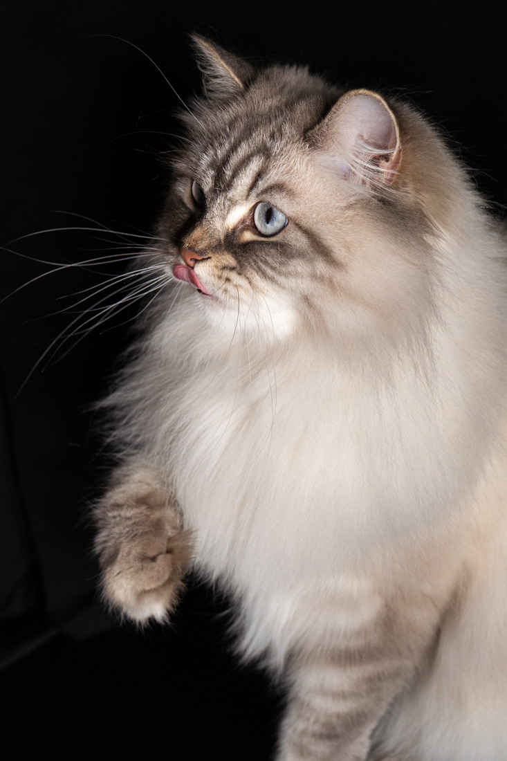 Shooting animalier toulouse - chat sibérien