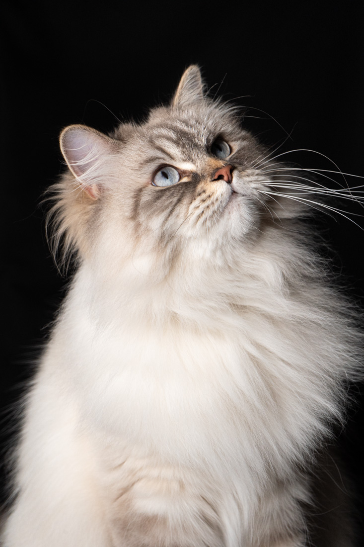 Shooting animalier toulouse - chat sibérien